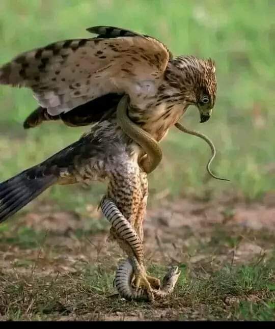 The Eagle does not fight the Snake on the Ground